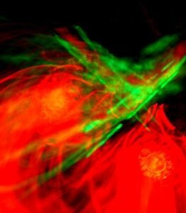 FOT 50 LUCKAS DÁVILA